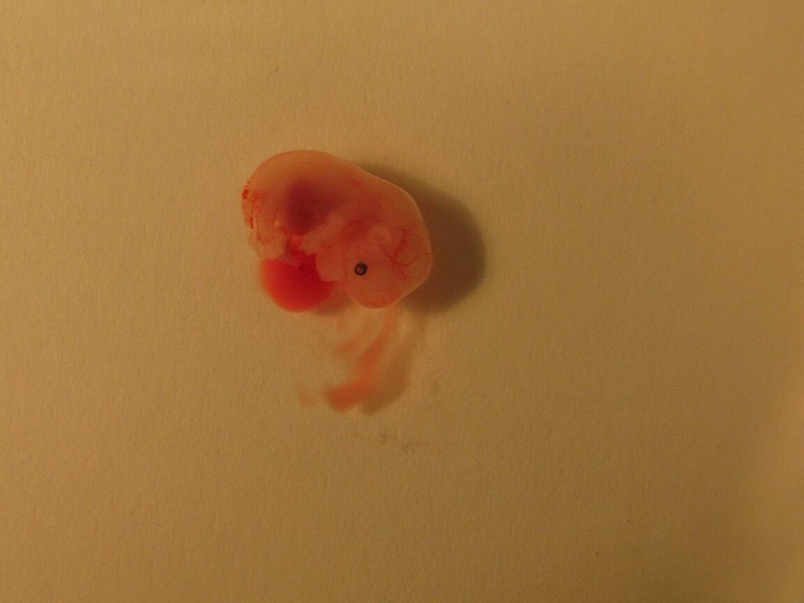 Myší embryo ve 13,5. dni březosti v misce
